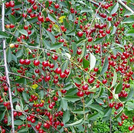 Вишня обыкновенная 'Тургеневская'