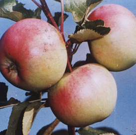 Яблоня домашняя 'Брянская'