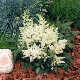 Астильба Арендса 'Астари Уайт' (белая)