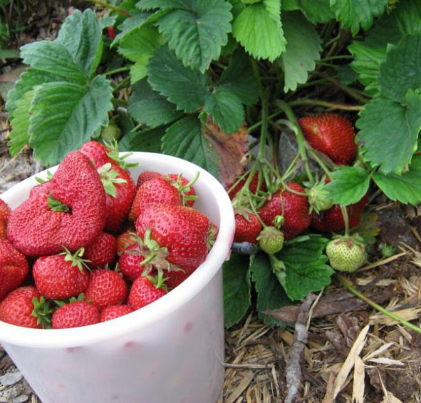 Земляника (клубника) 'Камрад'