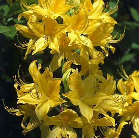 Рододендрон желтый (азалия) (желтый)