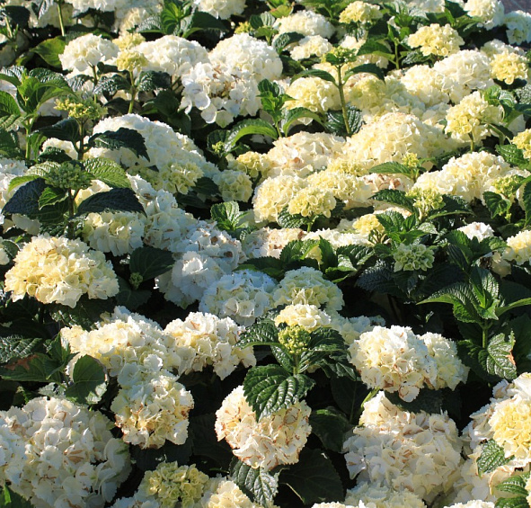 Гортензия древовидная 'Уайт Бол'