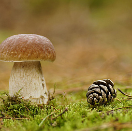 Семена Мицелий грибов 