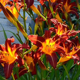 Лилейник гибридный 'Сэмми Рассел'