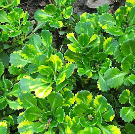 Камнеломка теневая Вариегата