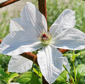Клематис 'Форевер Френдс'