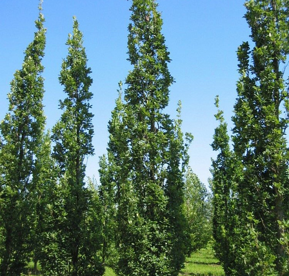 Дуб черешчатый 'Фастигиата Костер'