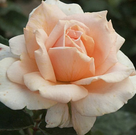 Роза 'Секл ов Лайф' ( шраб) ( оранжевая)