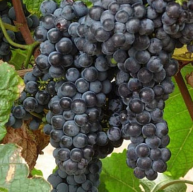 Виноград 'Амурский Потапенко 4'