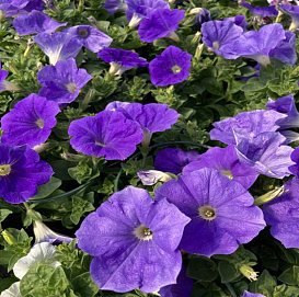 Петуния (сурфиния) гибридная 'Фанфары Скай Блю'  (голубой)