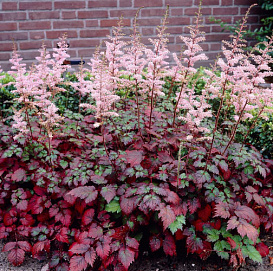 Астильба Арендса 'Колор Флеш' (розовая)