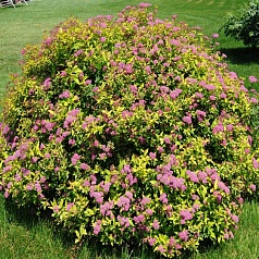 Спирея японская 'Голдфлейм'