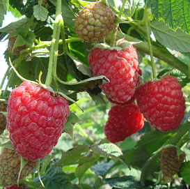 Малина 'Зюгана' (ремонтантная)