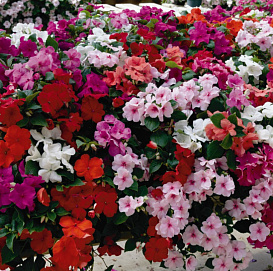 Бальзамин Уоллера 'Баланс Кул' (микс)