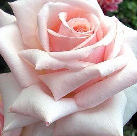  Роза Барбадос (Barbados)