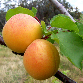 Абрикос 'Царский'