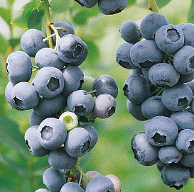 Голубика высокорослая 'Сиерра'