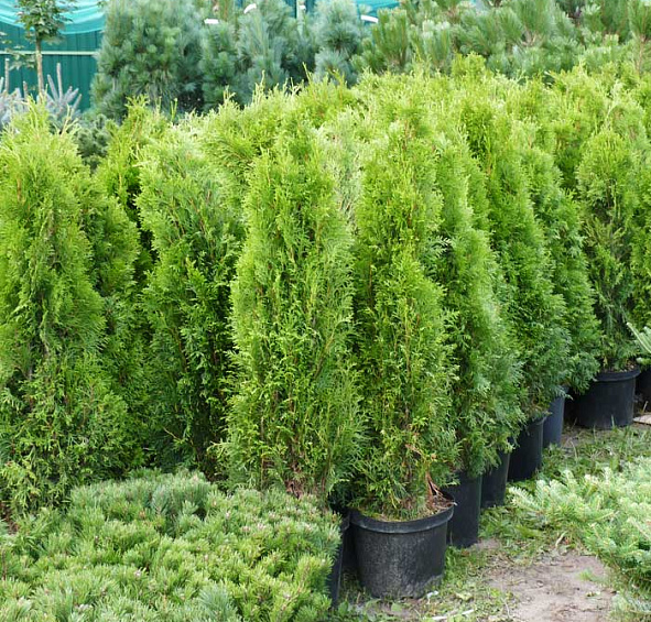 Туя западная 'Смарагд'