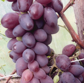 Виноград 'Ярославна'