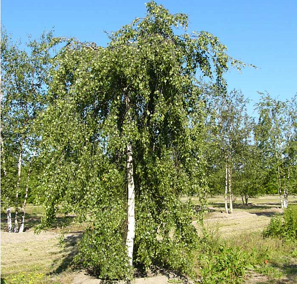 Береза повислая 'Юнги'