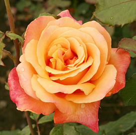 Роза 'Лолита' (чайно-гибридная) (желто - розовая)