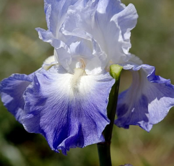 Ирис германский (бородатый) 'Кларенс'