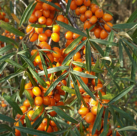 Облепиха крушиновидная 'Фругана'
