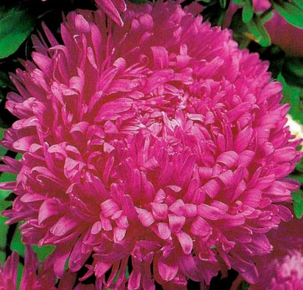 Астра китайская Старлайт Мишанг (Starlight Mischung)