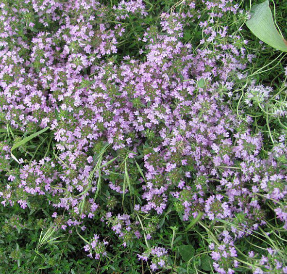 Тимьян обыкновенный 