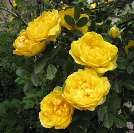 Роза 'Датская' (плетистая, шраб) (желтая)