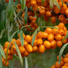 Облепиха 'Трофимовская'