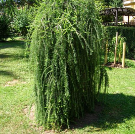 Лиственница тонкочешуйчатая (Кемпфера, японская) 'Пендула'
