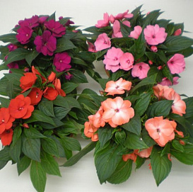 Бальзамин новогвинейский 'Парадиз' (смесь)