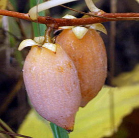 Актинидия полигама 'Желтое веретено'