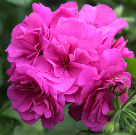 Пеларгония плющелистная 'Елис' (сиренево-малиновая)