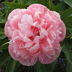 Пион лекарственный 'Мутабилис Плена' (креово - белый с розовым)