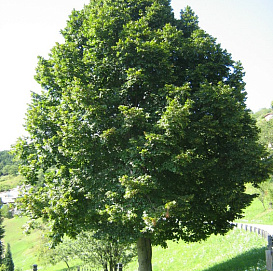 Липа крупнолистная 'Фаворит'