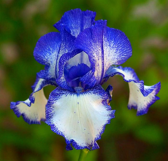 Ирис садовый (гибридный) (Iris hybrida)