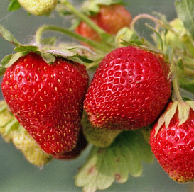 Земляника (клубника) 'Грандиан' (ремонтантная)