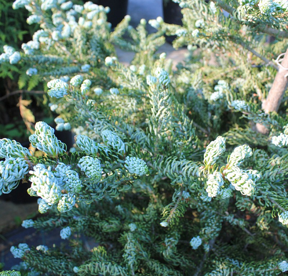 Пихта корейская 'Силберкугель'