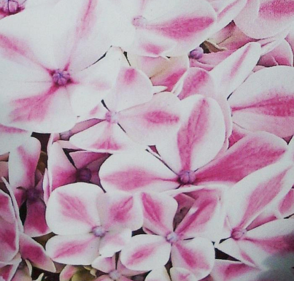 Гортензия крупнолистная 'Форевер энд Эвер Пепперминт'