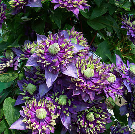 Клематис 'Тайга'