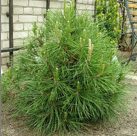 Сосна черная 'Глобоза'