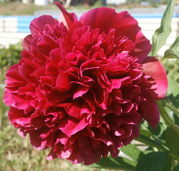 Пион молочноцветковый 'Адольф Руссо' (красно - вишневый)