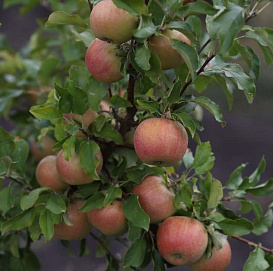 Яблоня домашняя 'Бельфлер-китайка'