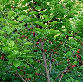 Шелковица (тутовник)