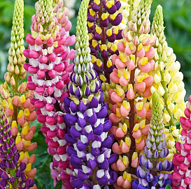 Семена Люпин