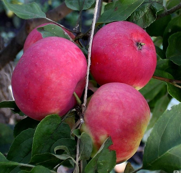 Яблоня домашняя 'Малиновка'