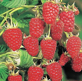 Малина 'Карамелька'