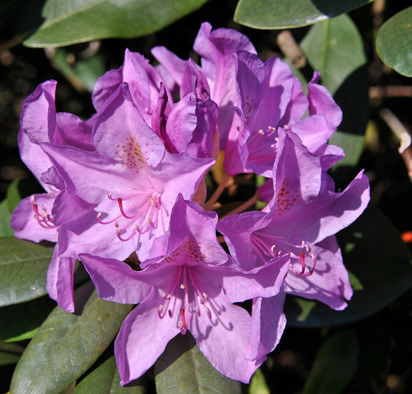 Рододендрон катевбинский (гибридный) 'Бурсо' (сиренево-фиолетовый)
